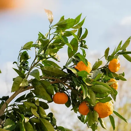 Σπίτι διακοπών Garden House Kablar Πούλα