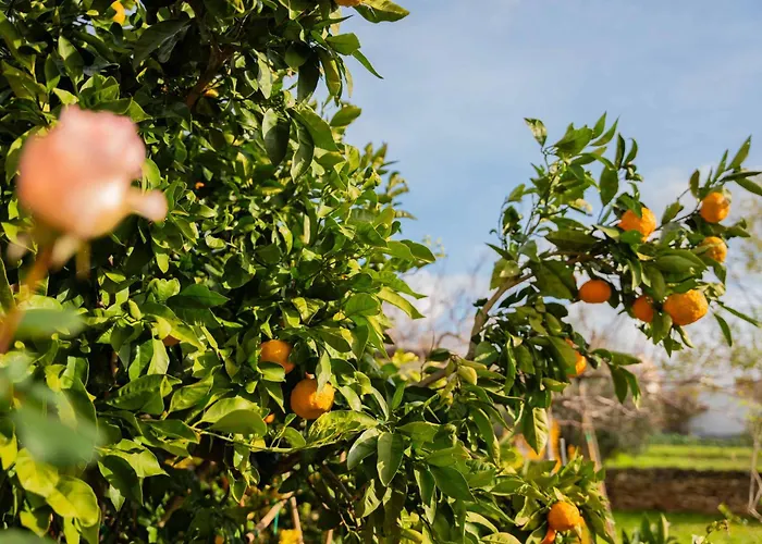 Σπίτι διακοπών Garden House Kablar Πούλα